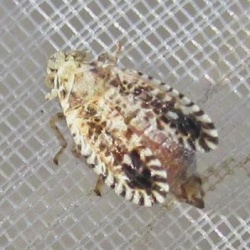Trypetimorpha occidentalis